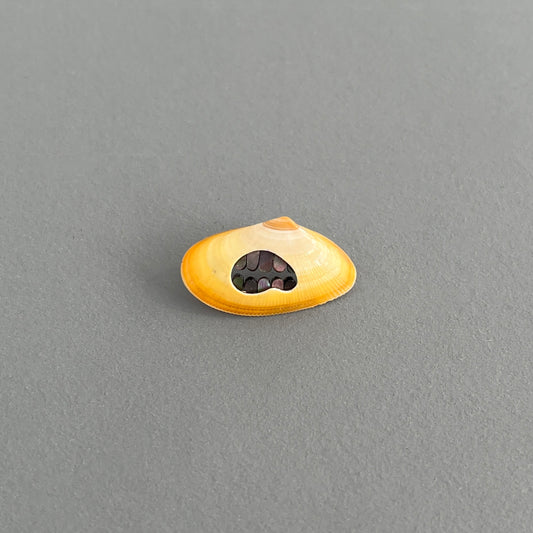 'Pearly Whites' brooch