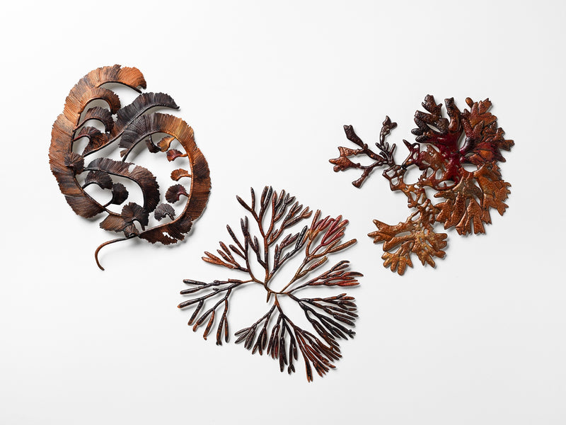 Julie Blyfield: flowers of the sea at Samstag Museum of Art