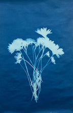 Cyanotype (sun prints)