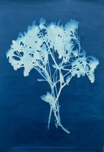 Cyanotype (sun prints)