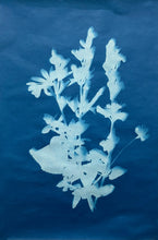 Cyanotype (sun prints)