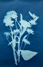 Cyanotype (sun prints)