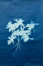 Cyanotype (sun prints)