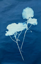 Cyanotype (sun prints)