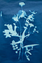 Cyanotype (sun prints)