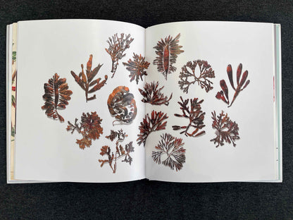 Julie Blyfield: Chasing a Passion