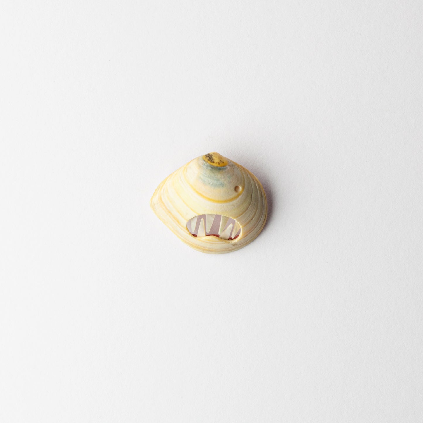 'Pearly Whites' brooch