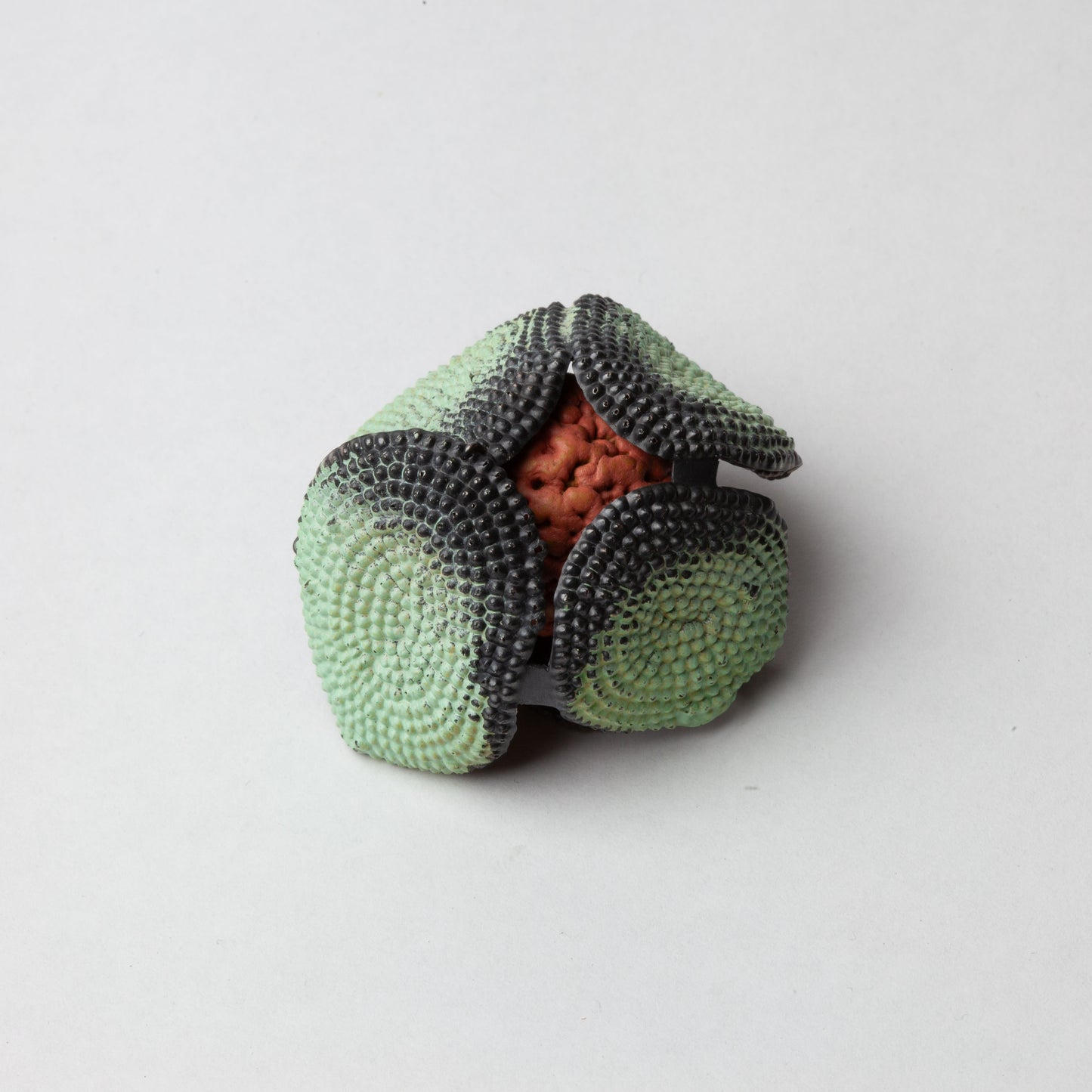 'Burnt encased quandong seed'
