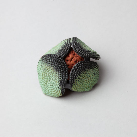 'Burnt encased quandong seed'