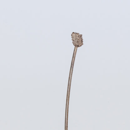 'Fussel (dust)' pin